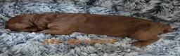 Cavapoo dogs for sale: 5 Gorgeous Cavapoo Puppies  - Advert 9