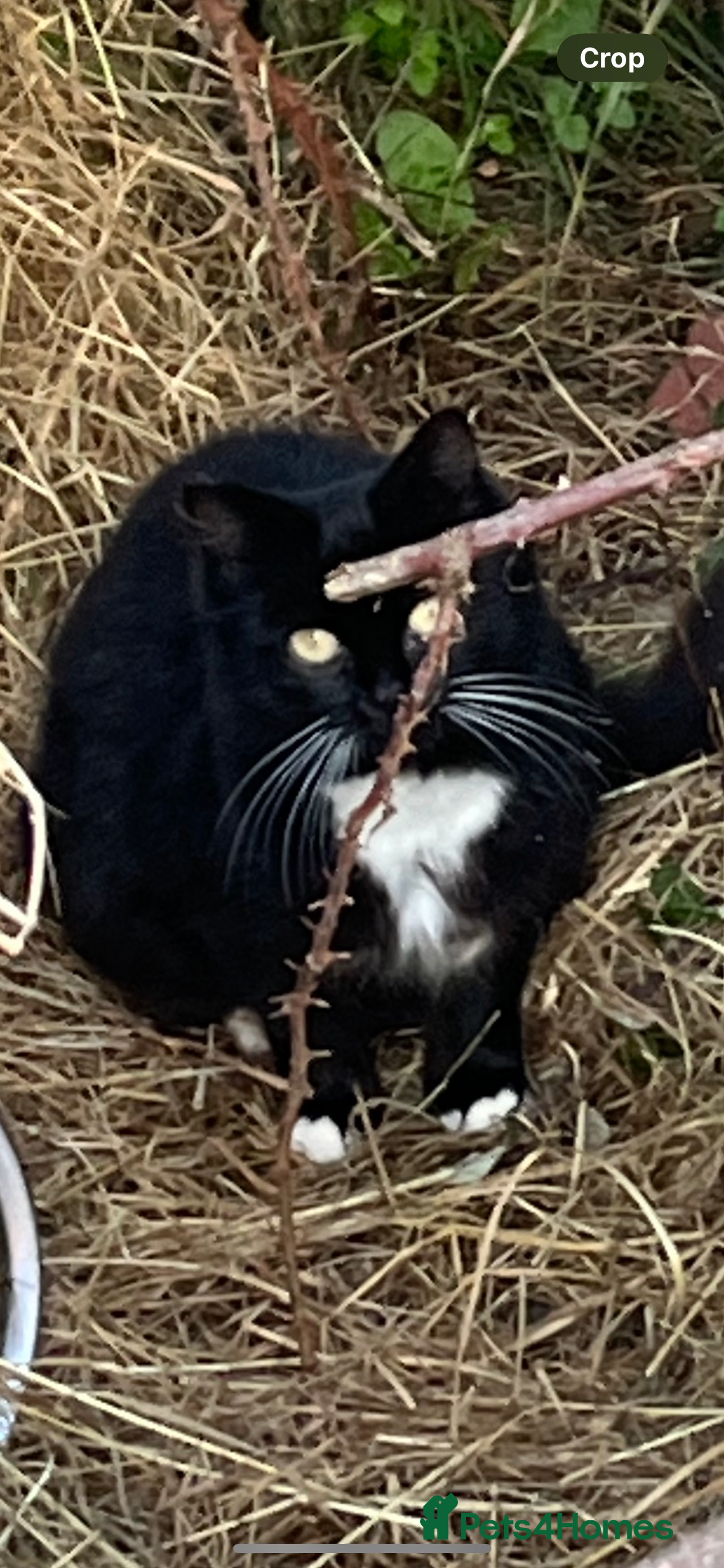 Mixed Breed cats Wild farm cats - Advert 1