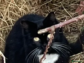 Mixed Breed cats Wild farm cats - Advert 1