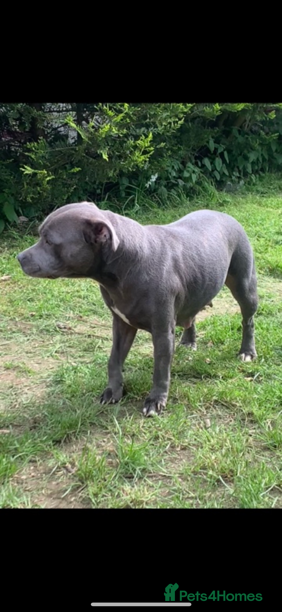 Staffordshire Bull Terrier dogs for sale: Blue kc registered staff puppies - Advert 8
