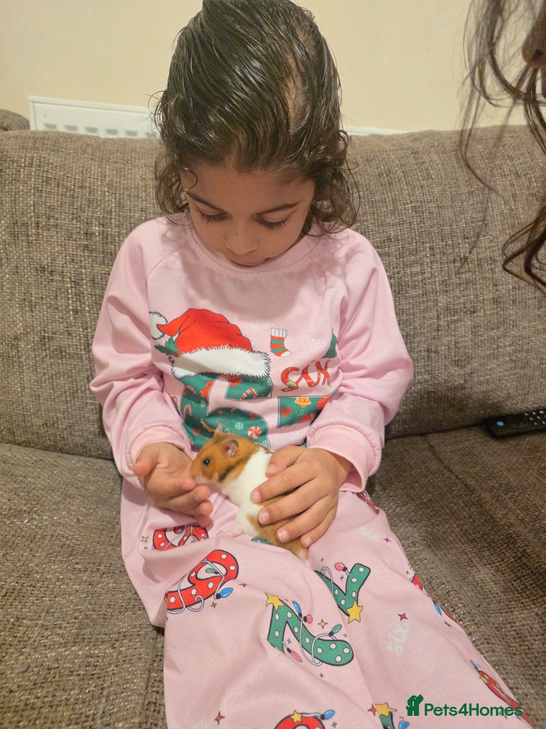 Hamster rodents for sale: Female Syrian Hamster - Advert 4