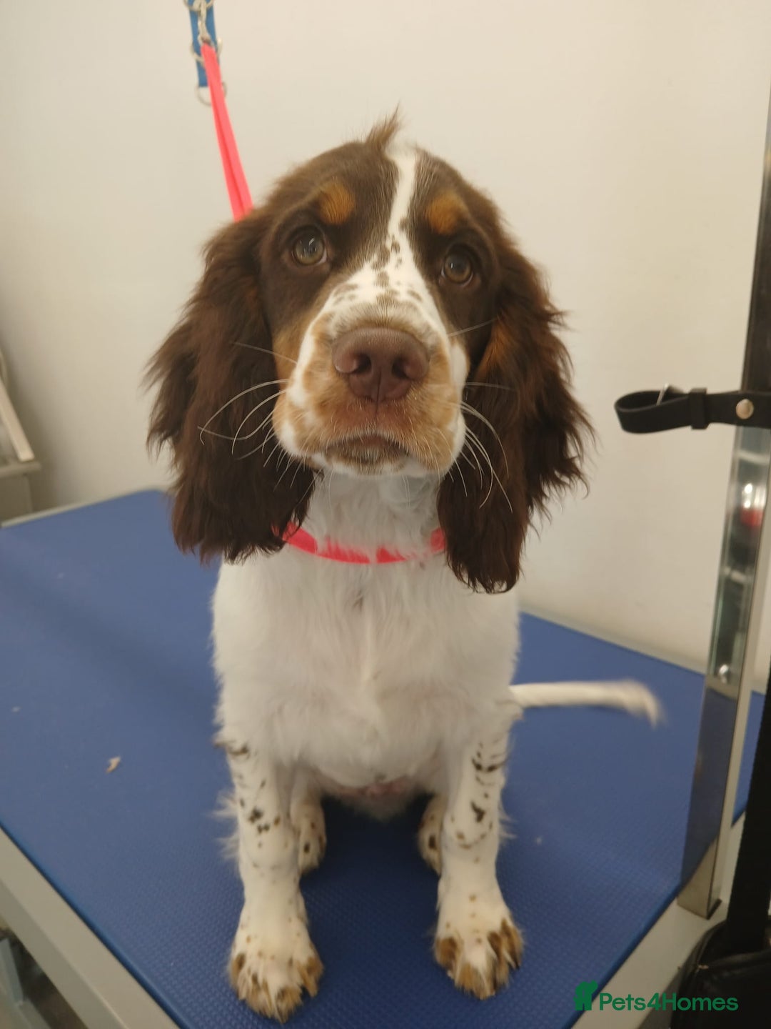 Cocker Spaniel dogs for sale: Milo  - Advert 6
