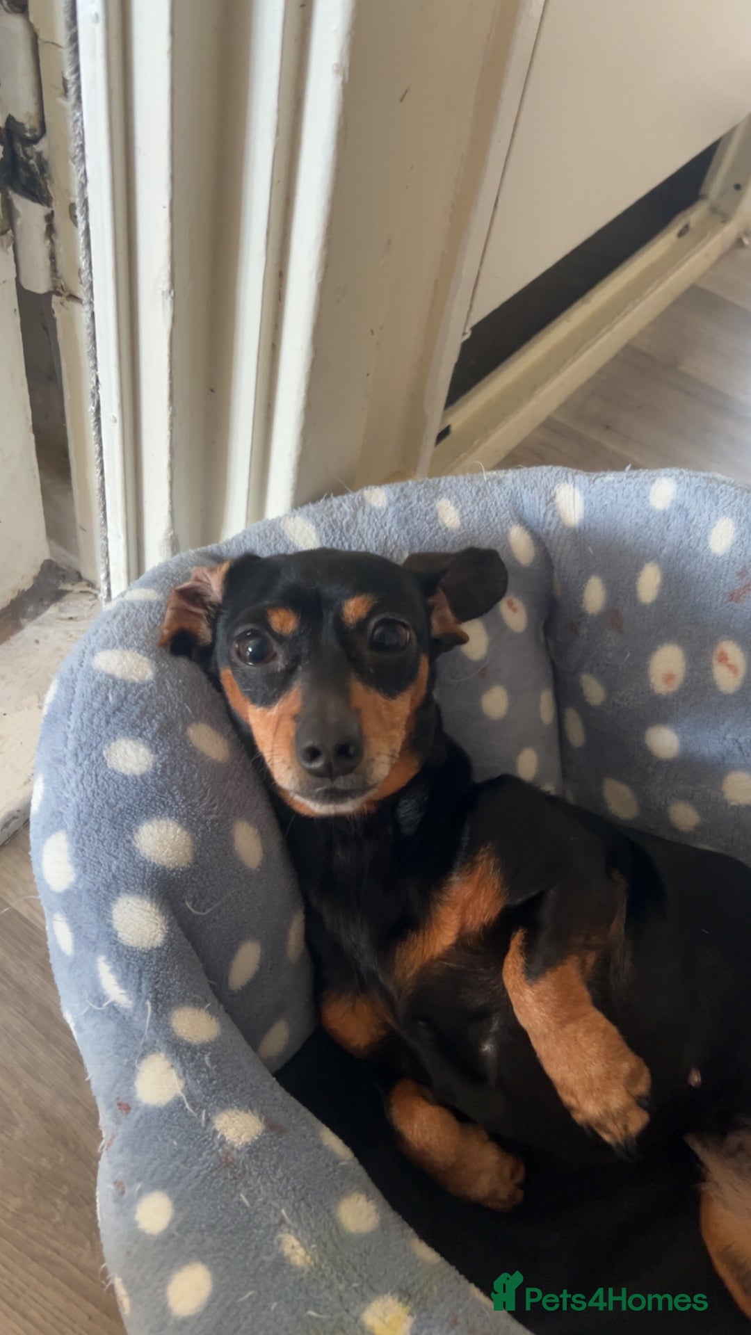 Miniature Dachshund dogs for adoption: Looking to rehome Mini dachshund  - Advert 1