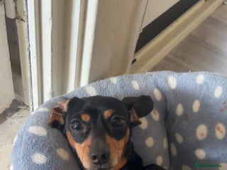 Miniature Dachshund dogs Looking to rehome Mini dachshund - Advert 11