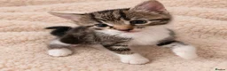 Mixed Breed cats for sale: Find a forever home for kittens🐈 in Dewsbury - Advert 3