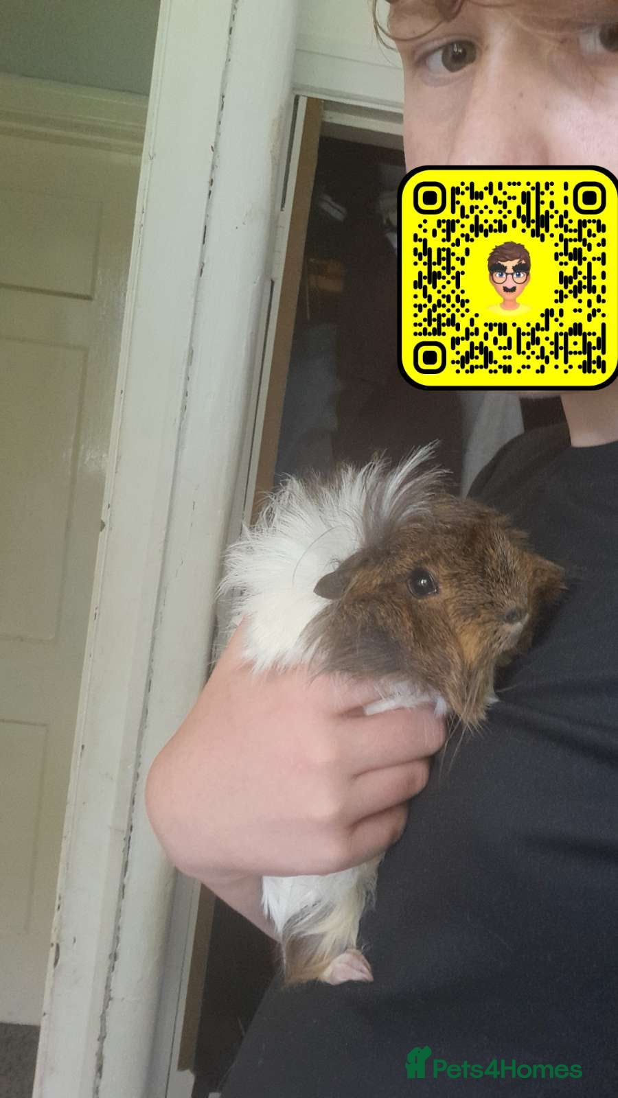 Guinea Pig rodents 3 bonded female guinea pigs with the 1 stkry cage  - Advert 3