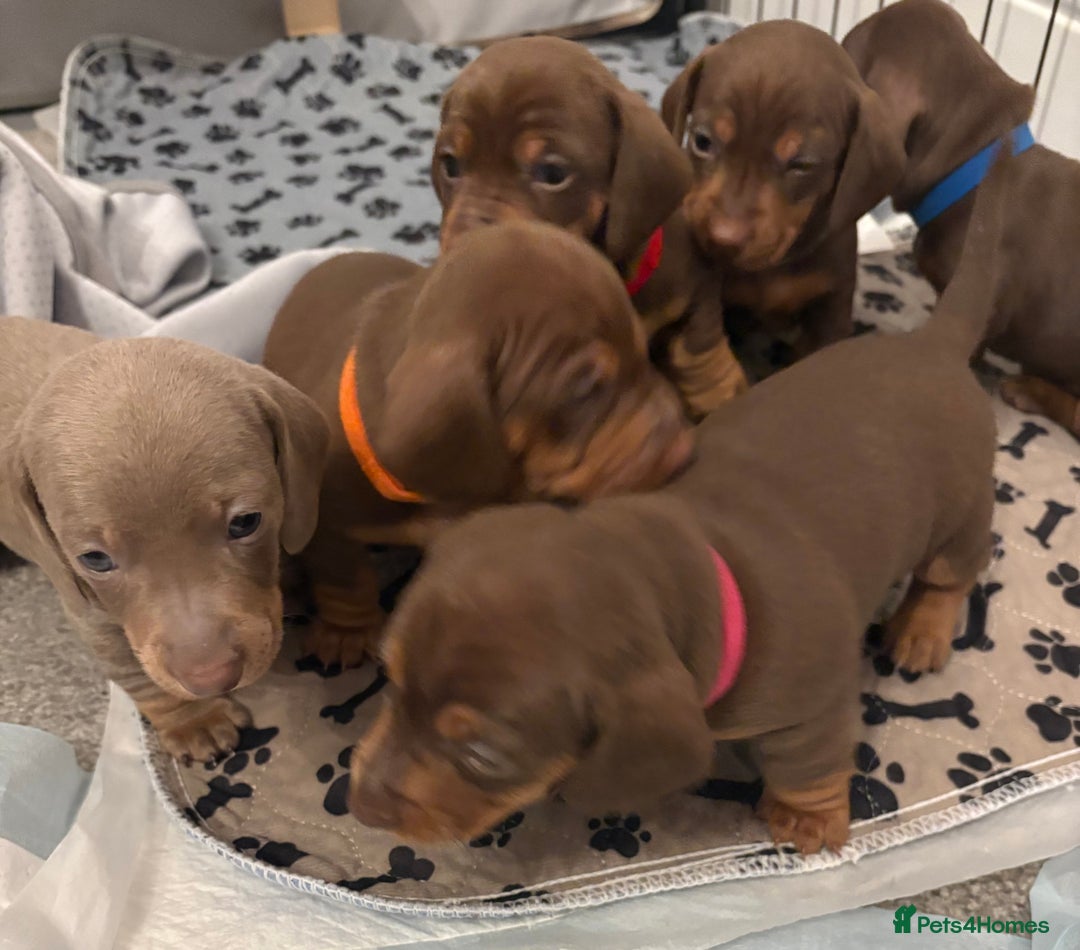 Miniature Dachshund dogs for sale: Miniature dachshund puppies  - Advert 1