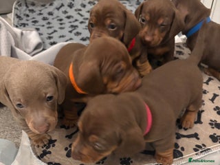 Miniature Dachshund dogs for sale: Miniature dachshund puppies - Advert 1