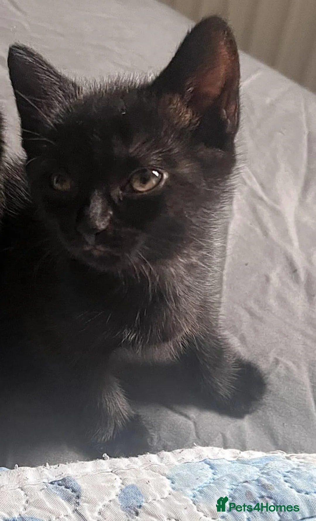Mixed Breed cats for sale: Kittens - Advert 7
