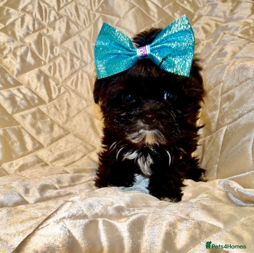 Maltipoo dogs for sale: **Micro Tiny F1 Maltese x Toy Poodle Maltipoo Pup* - Advert 11