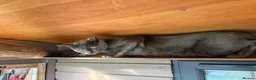 Bengal cats for sale: Retired Blue Bengal Boys - Advert 13