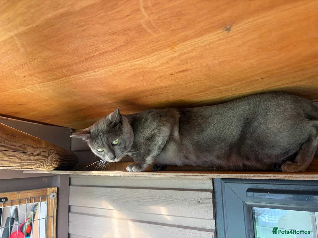 Bengal cats for sale: Retired Blue Bengal Boys - Advert 13