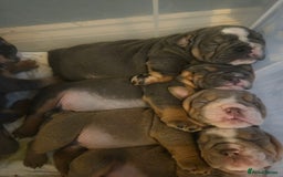 English Bulldog dogs for sale: Kc british bulldogs  - Image 17