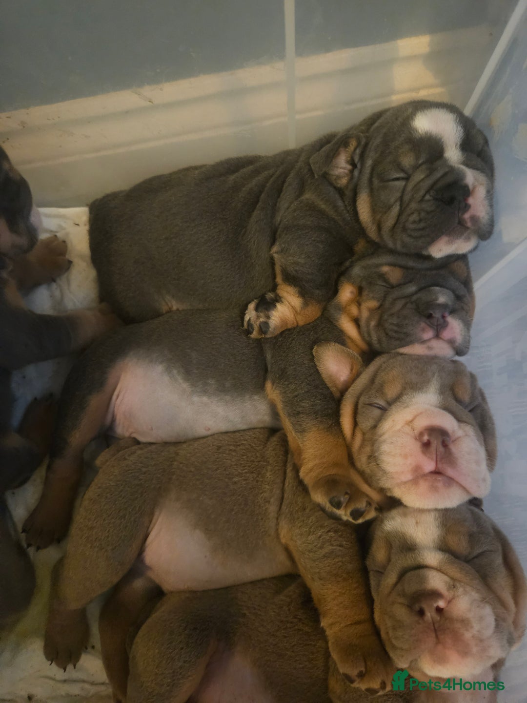 English Bulldog dogs for sale: Kc british bulldogs  - Image 17