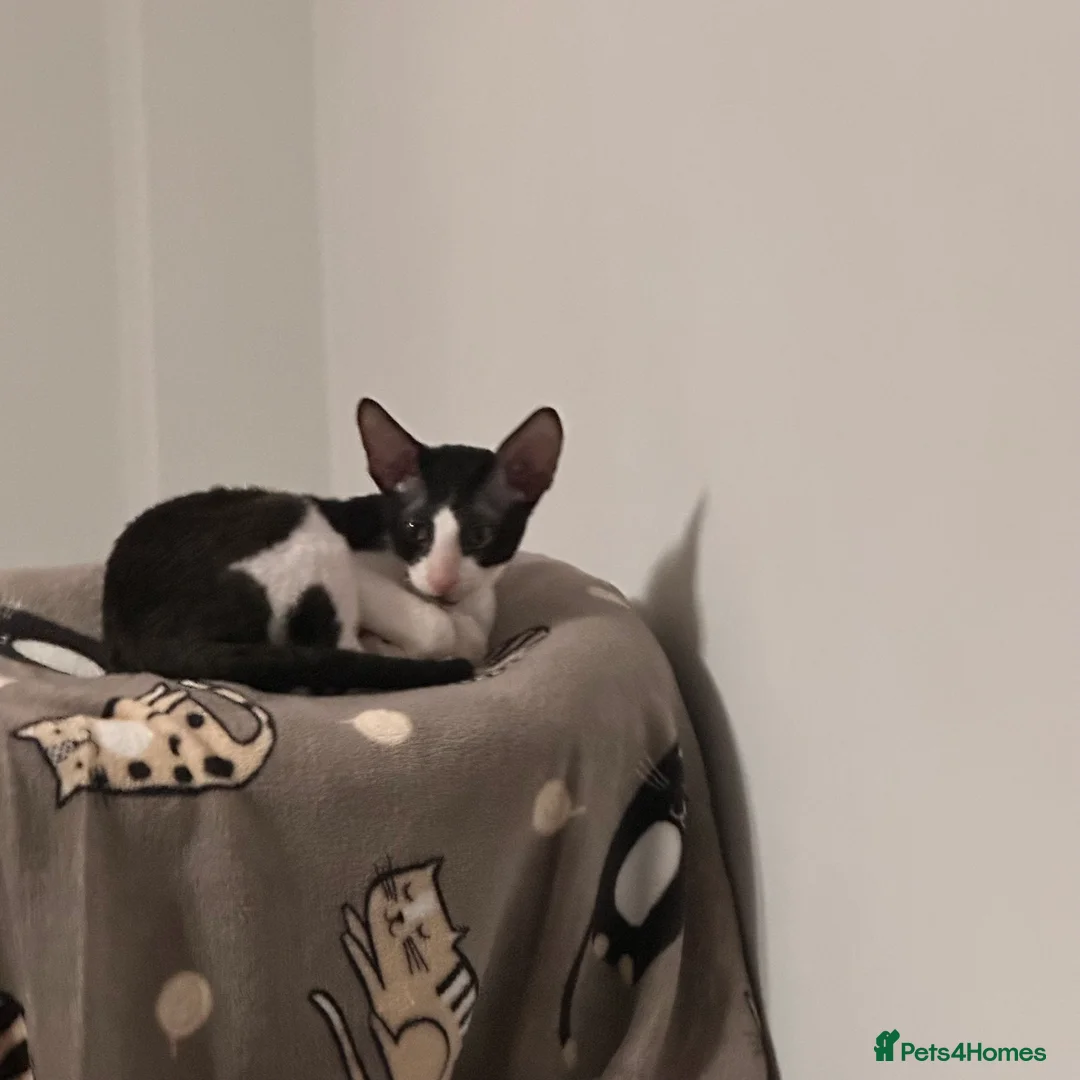 Cornish Rex cats for sale: 1 Gorgeous Cornish Rex Boy - Advert 13