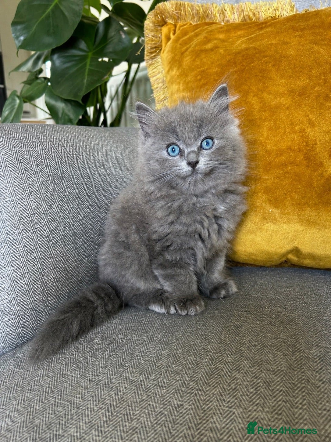 Ragdoll cats  Blue-lynx Ragdoll kittens pedigree bloodline  - Advert 12