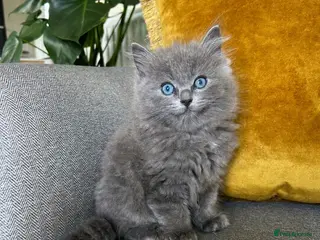 Ragdoll cats Blue-lynx Ragdoll kittens pedigree bloodline - Advert 12