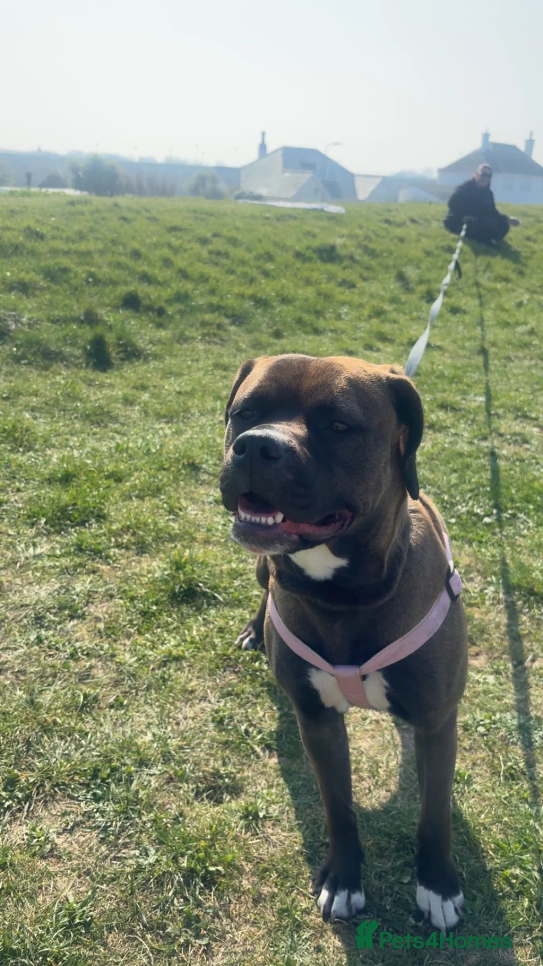 Mixed Breed dogs for sale: Staffy for sale  - Advert 2