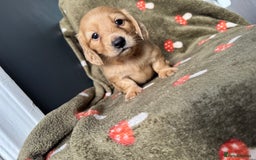 Miniature Dachshund dogs for sale: Cream&Shaded KC reg. PRA clear 4 weeks old - Image 4