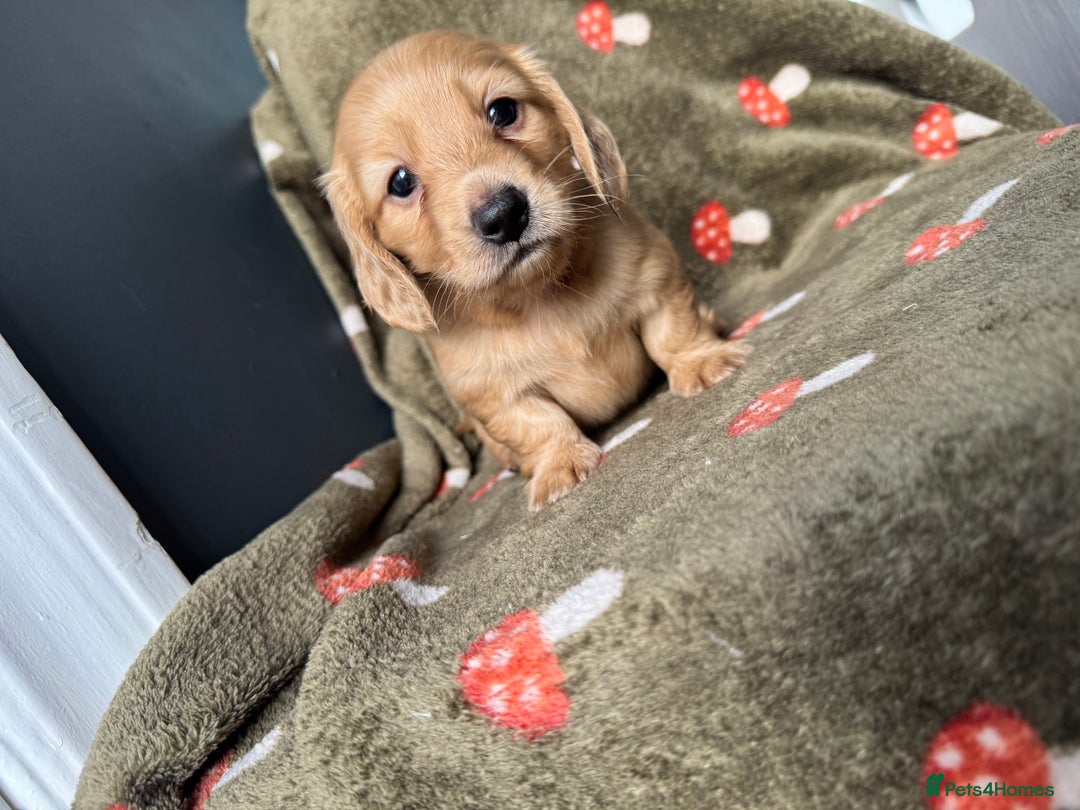 Miniature Dachshund dogs for sale: Cream&Shaded KC reg. PRA clear 4 weeks old - Image 4