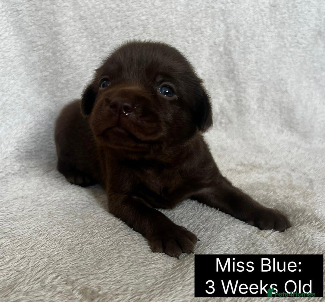 Labrador Retriever dogs for sale: 🖤🤎Superb, Kc Reg, Health Tested, Lab Pups🤎🖤 - Advert 21