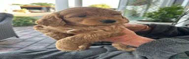 Cockapoo Puppy 1