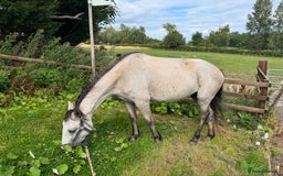 Connemara horses for sale: Beautiful Connemara yearling gelding  - Image 6