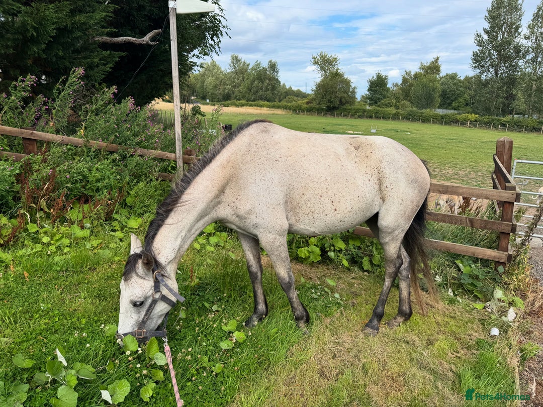 Connemara horses for sale: Beautiful Connemara yearling gelding  - Image 6