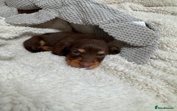 Miniature Dachshund dogs for sale: Miniature Long Haired Dachshund **Last Boy** in Saint Helens - Image 24