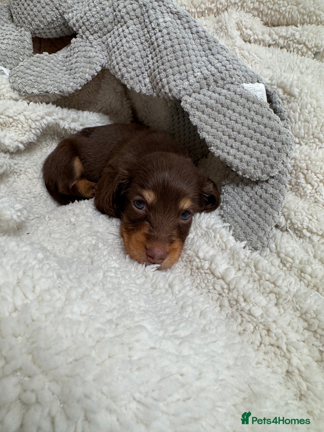 Miniature Dachshund dogs for sale: Miniature Long Haired Dachshund **Last Boy** in Saint Helens - Image 24