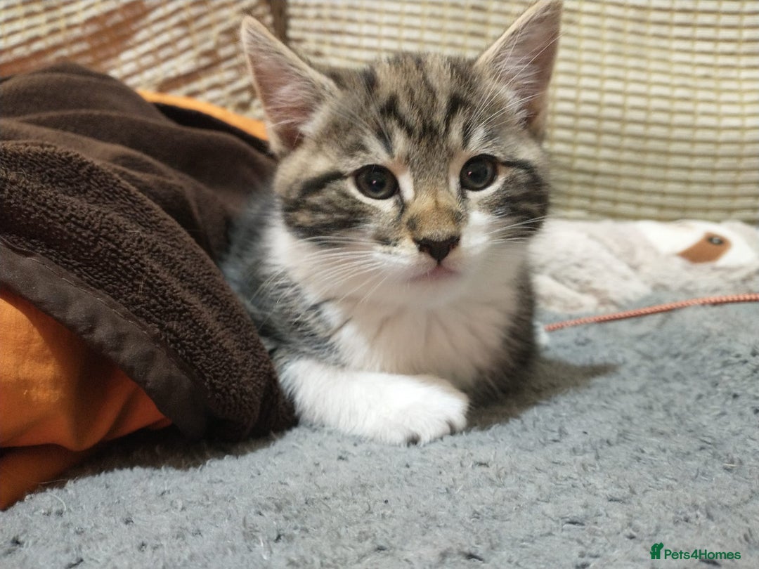 Mixed Breed cats for sale: 2 Beautiful boy Kitten - Advert 4