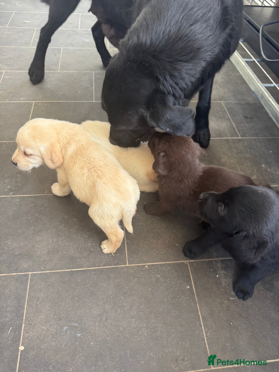 Labrador Retriever dogs for sale: Adorable Labradors - Image 5