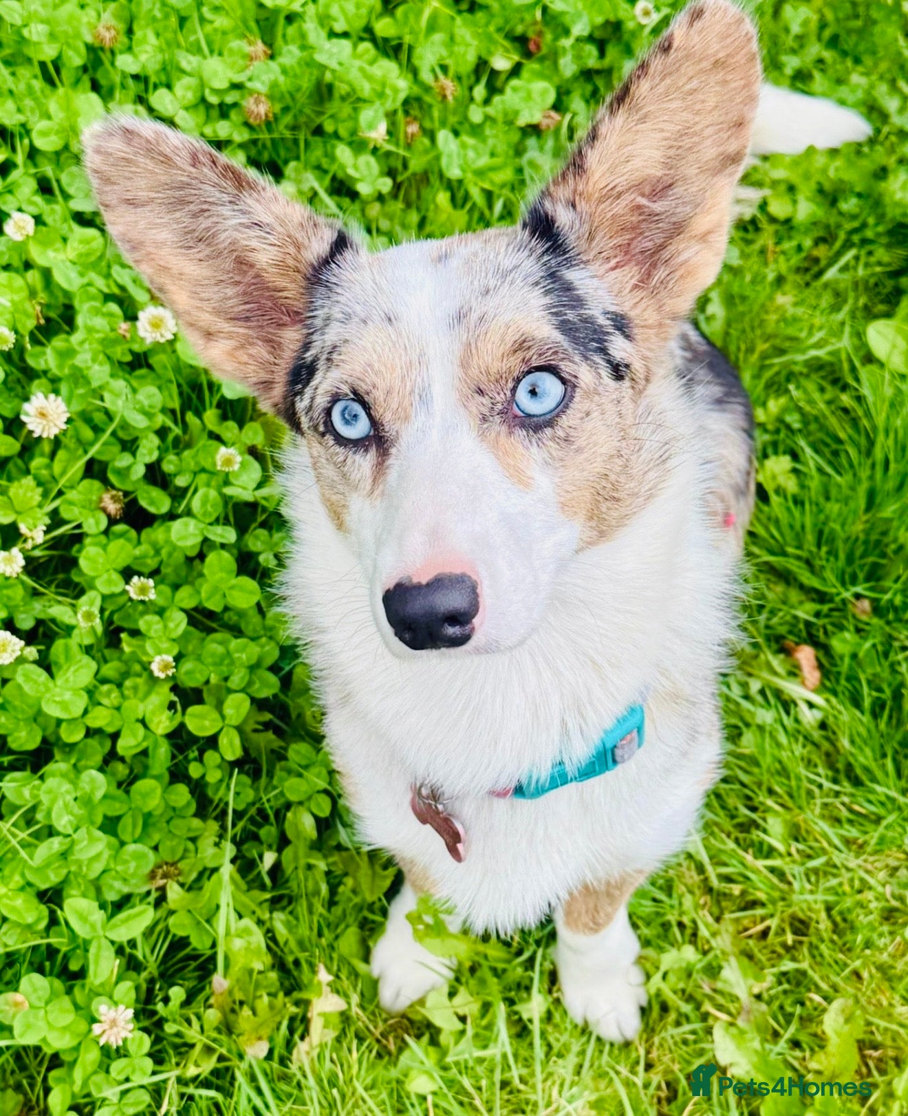 Welsh Corgi Cardigan dogs Pedigree Welsh Cardigan corgi girl for sale - Advert 3