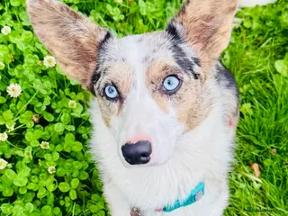 Welsh Corgi Cardigan dogs Pedigree Welsh Cardigan corgi girl for sale - Advert 3