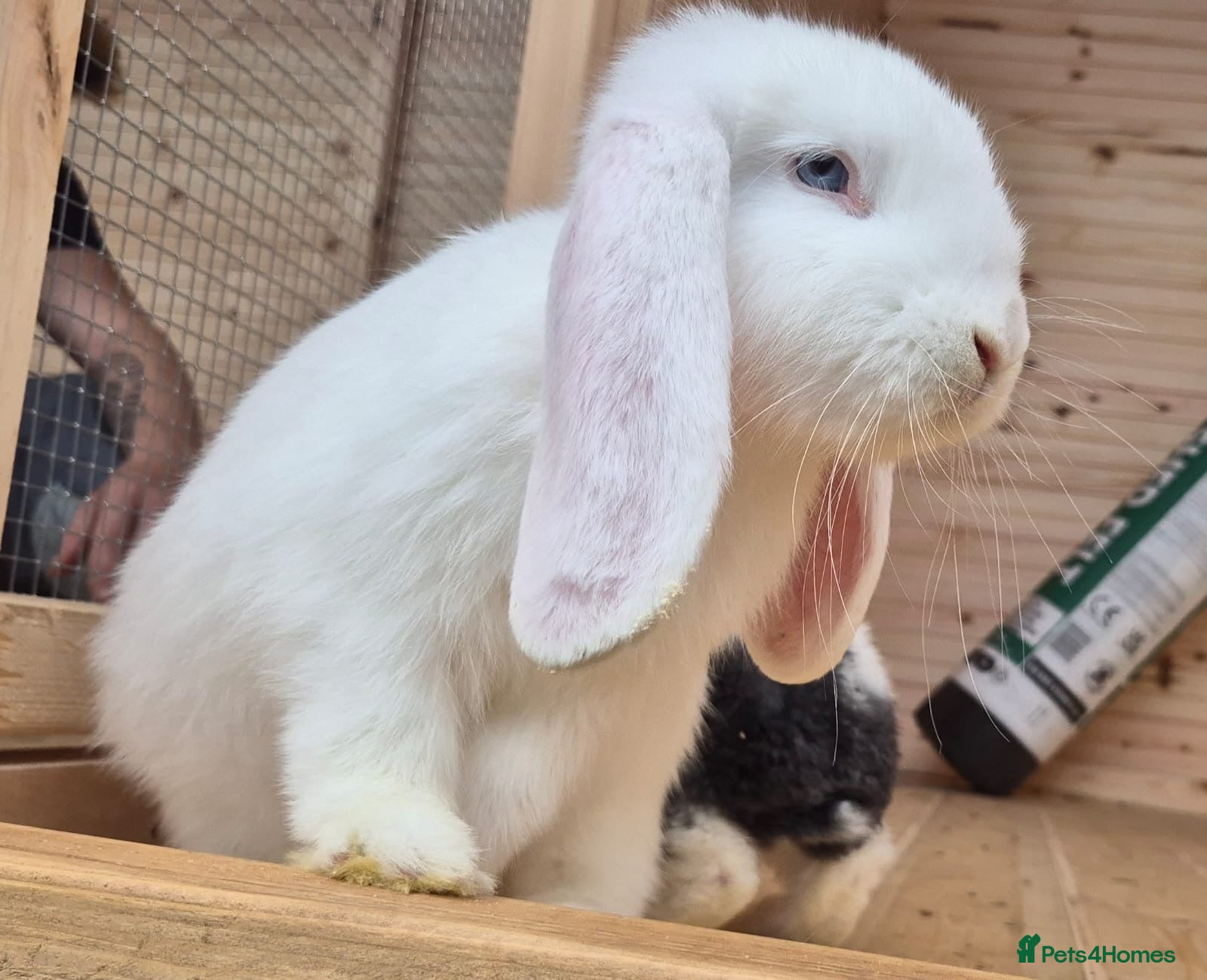 French Lop rabbits Frenchlop bucks available 14 weeks old  - Advert 1