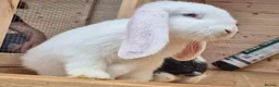 French Lop rabbits for sale: 2 Frenchlop bucks available 16weeks old  - Advert 1