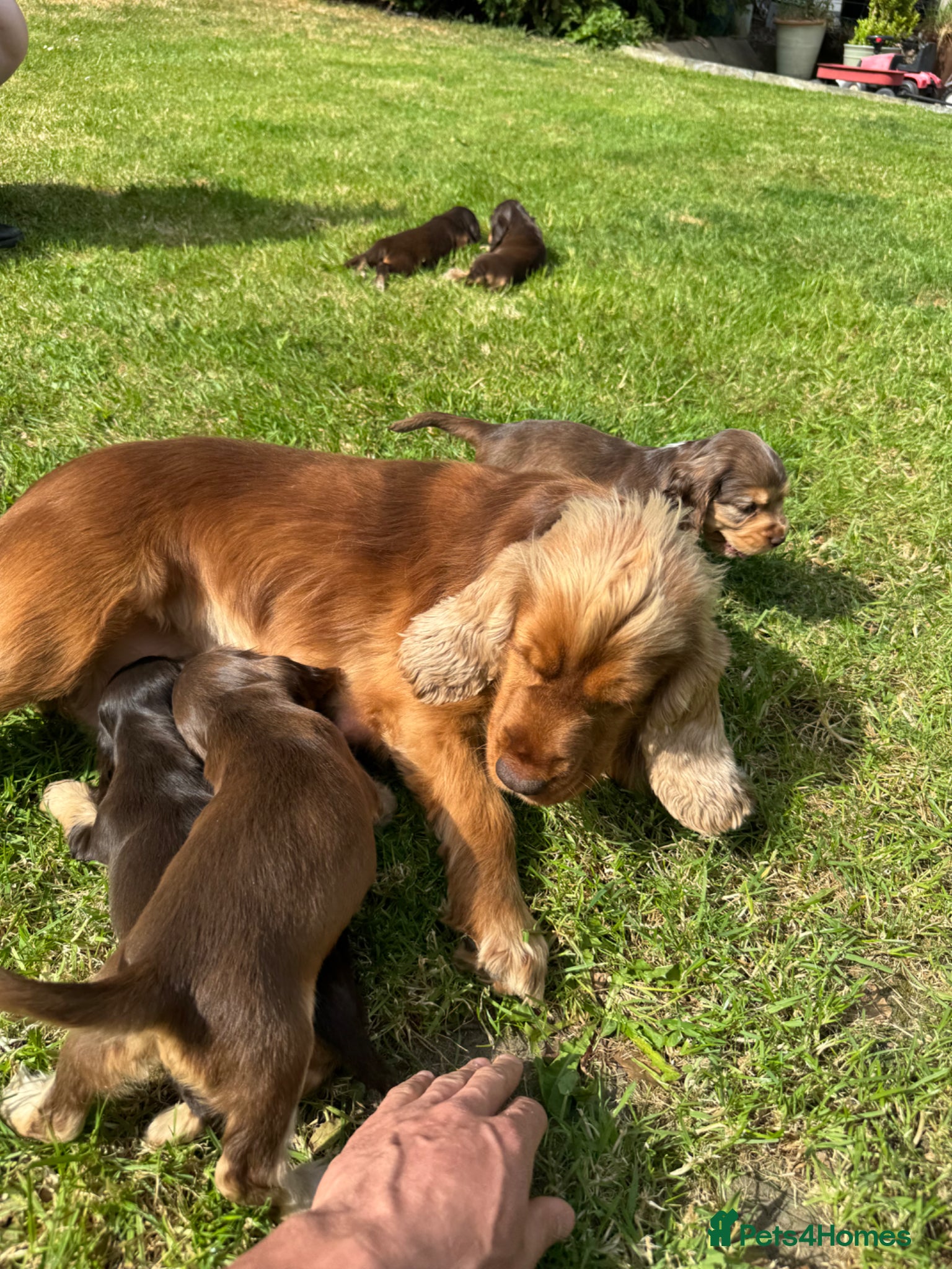 Cocker Spaniel dogs for sale: DNA tested clear Show type Cocker Spaniels in Ystrad Meurig - Advert 5