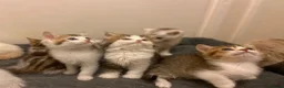 Munchkin cats for sale: Full Pedigree Munchkin Kittens - Advert 11