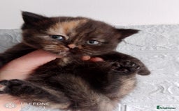 British Shorthair cats for sale: Beautiful exotic British Shorthair  - Advert 11