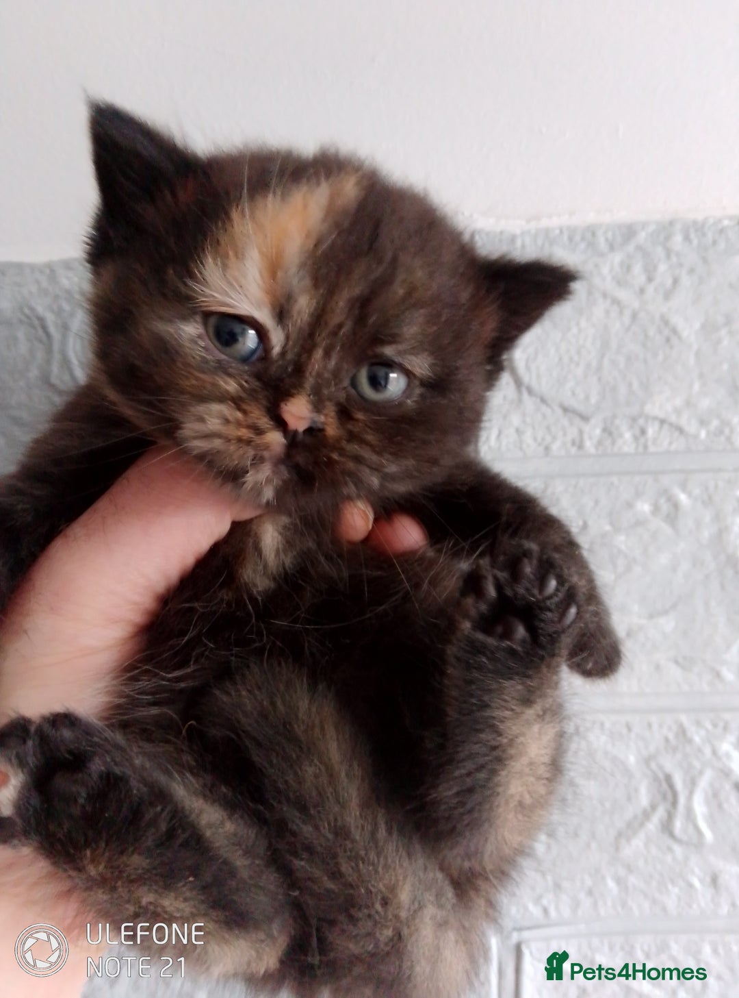 British Shorthair cats for sale: Beautiful exotic British Shorthair  - Advert 11