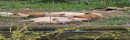 Pig livestock for sale: Kune kune piglets  - Advert 1