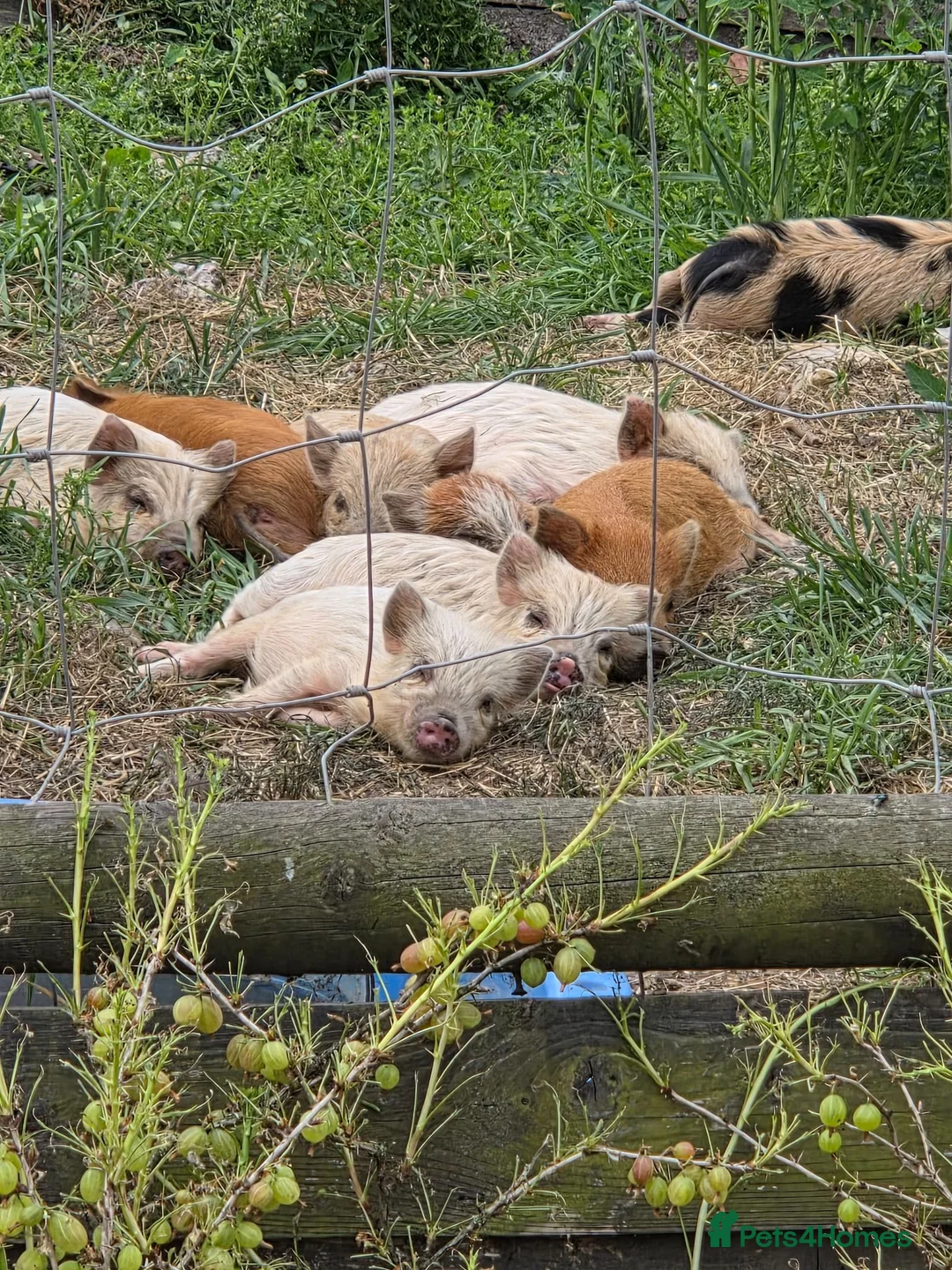 Pig livestock for sale: Kune kune piglets  - Advert 1