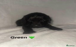 Cockapoo dogs for sale: READY TO LEAVE COCKAPOO PUPPIES - Image 6