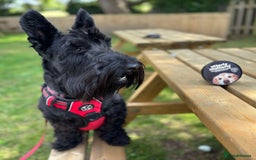 Scottish Terrier dogs for stud: Male Scottish Terrier for Stud - Image 3