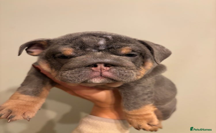 English Bulldog dogs Last KC Registered English Bulldog Female - Advert 3