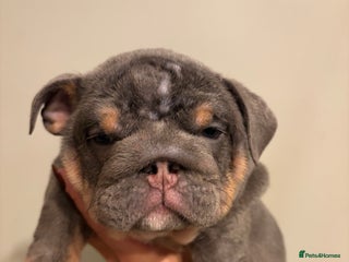 English Bulldog dogs Last KC Registered English Bulldog Female - Advert 5