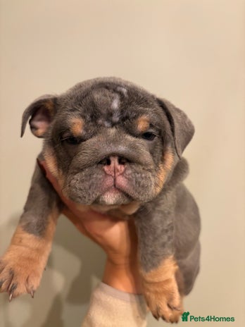 English Bulldog dogs Last KC Registered English Bulldog Female - Advert 3