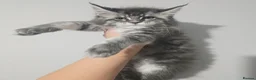 Maine Coon cats for stud: Milo Shaded stud ns11 - Advert 16