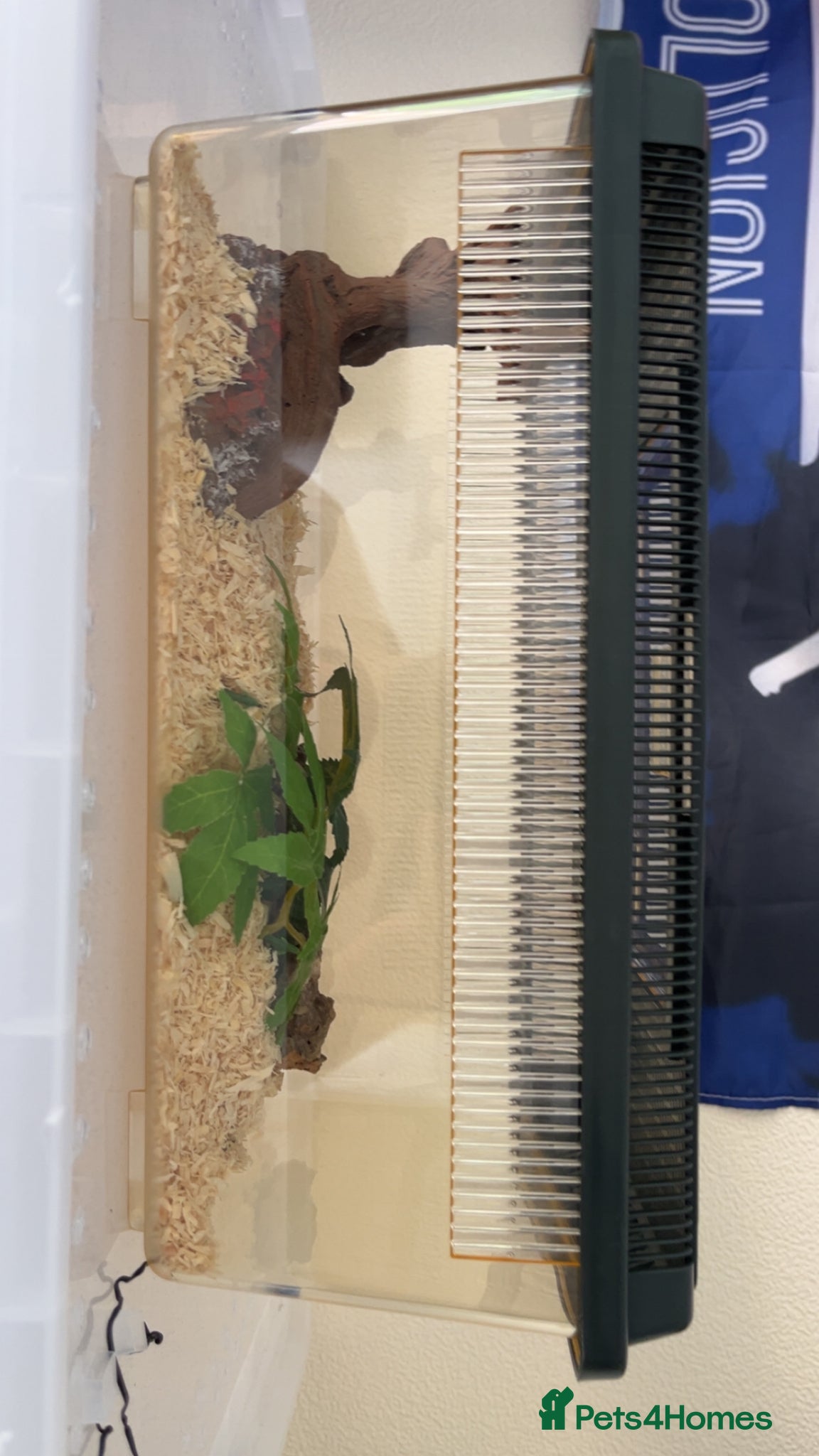 Corn Snake reptiles for sale: Corn snake for sale  in Enfield - Advert 3