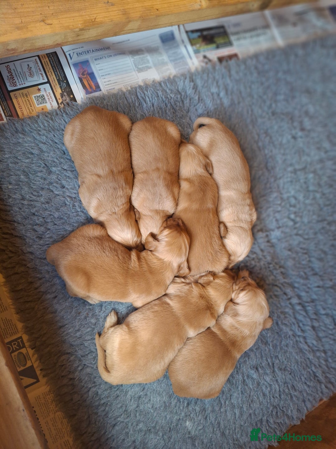 Golden Retriever dogs for sale: Working golden retriever puppies for sale  - Image 5